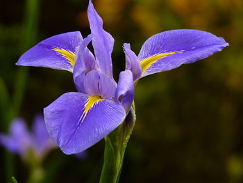 Close-up of purple iris