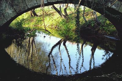 Reflection of trees in lake