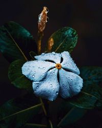 Close-up of water drops on purple flowering plant