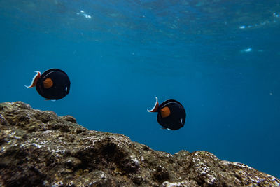 View of jellyfish swimming in sea