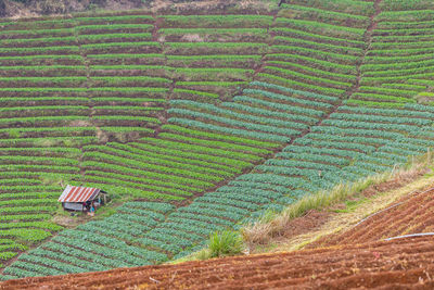 Grow vegetables in the mountains of thailand,copy space.