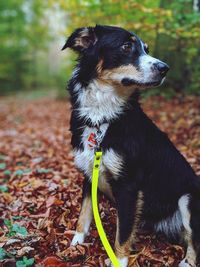 Close-up of dog looking away