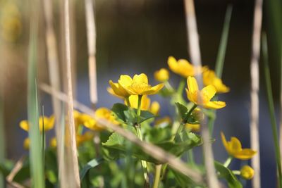 Close-up of yellow flowers blooming outdoors