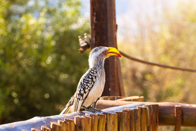 Bird perching on wooden post