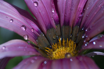Close-up of wet purple flower
