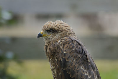 Close-up of eagle against blurred background
