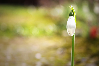 Close-up of flower against blurred background