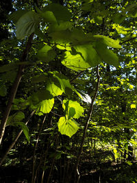 Trees growing in forest