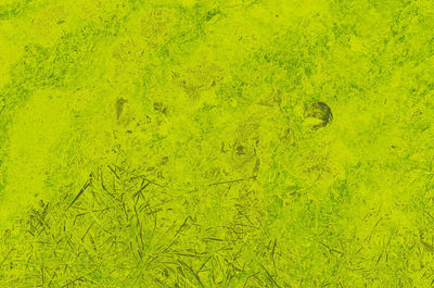 High angle view of yellow leaf on water