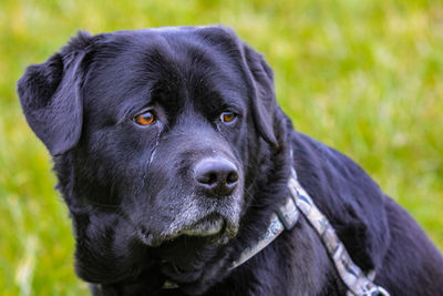 Close-up portrait of dog