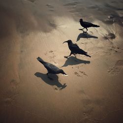 High angle view of seagulls flying at beach