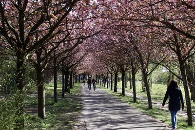 Rear view of people walking on cherry blossom alley