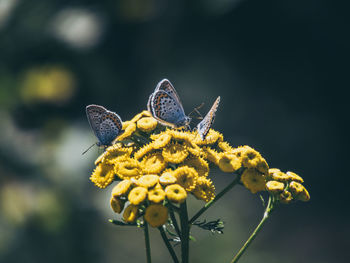 Close-up of butterfly pollinating on yellow flower