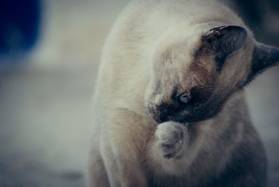 Close-up of cat sitting on footpath