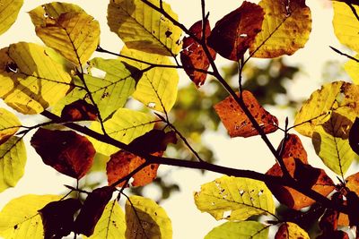 Low angle view of orange leaves on tree against sky