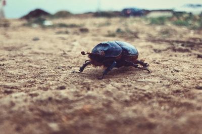 Close-up of crab on sand