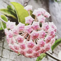 Close-up of pink flowers