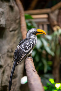 Close-up of bird perching on a tree