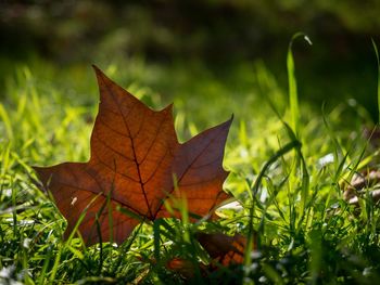 Close-up of maple leaf on grass