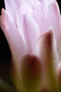 Close-up of pink flower