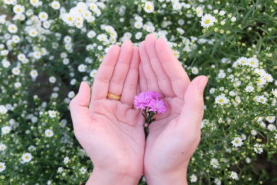 Close-up of hand holding pink flower