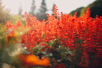 Close-up of red flowering plant