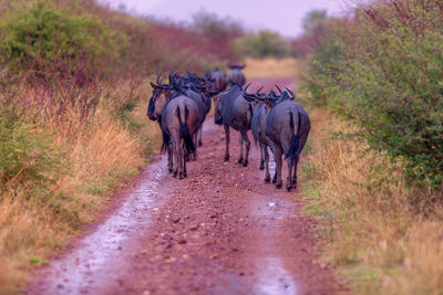 Animals walking on dirt road