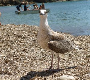 Close-up of bird perching on shore