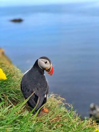 Puffin perching on mountain by sea