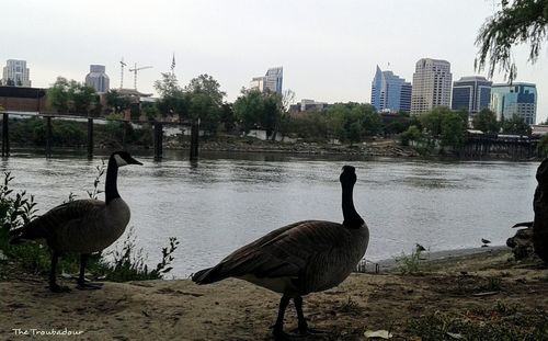 View of birds in water