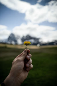 Close up leaf or flower in human hand