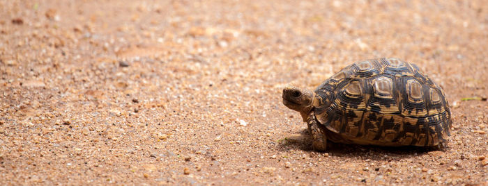Close-up of a turtle on ground
