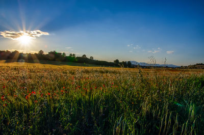 Scenic view of field against sky during sunset