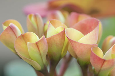 Close-up of succulent plant