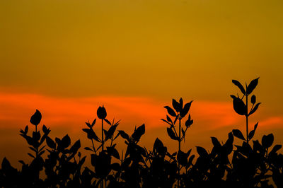 Silhouette plants against orange sky during sunset