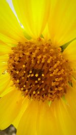 Close-up of yellow flower blooming outdoors