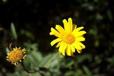 Close-up of yellow flower blooming outdoors