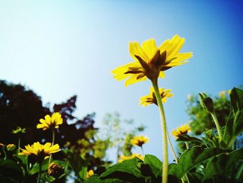 Low angle view of yellow flowers blooming against clear sky