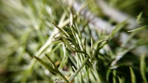 Close-up of crops