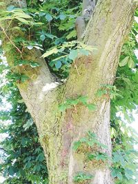 Low angle view of tree trunk in forest