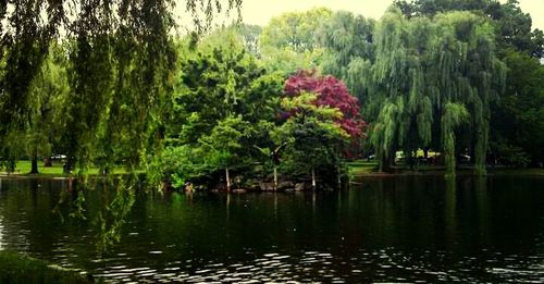 Reflection of trees in water