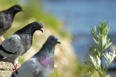 Close-up of pigeon perching on plant