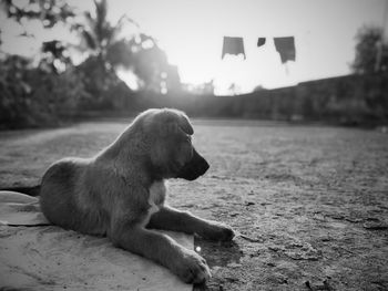 Dog looking away while sitting on land