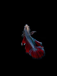 Close-up of fish underwater