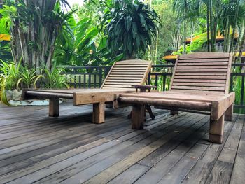 Bench by palm trees