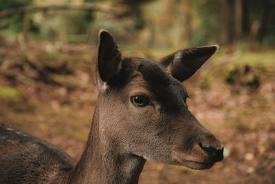 Close-up portrait of a horse