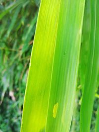 Close-up of fresh green leaves on plant