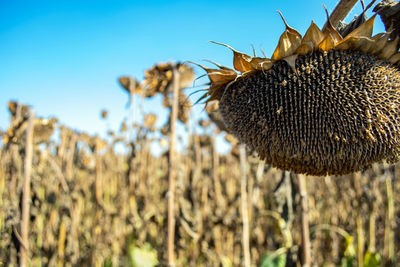 Close-up of wilted sunflower on field