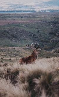 View of deer on field