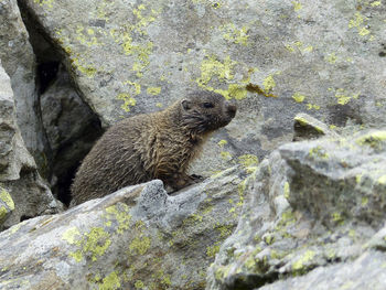 Close-up of lizard on rock